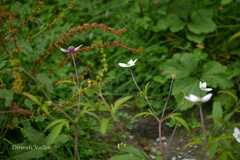 Anemone rivularis